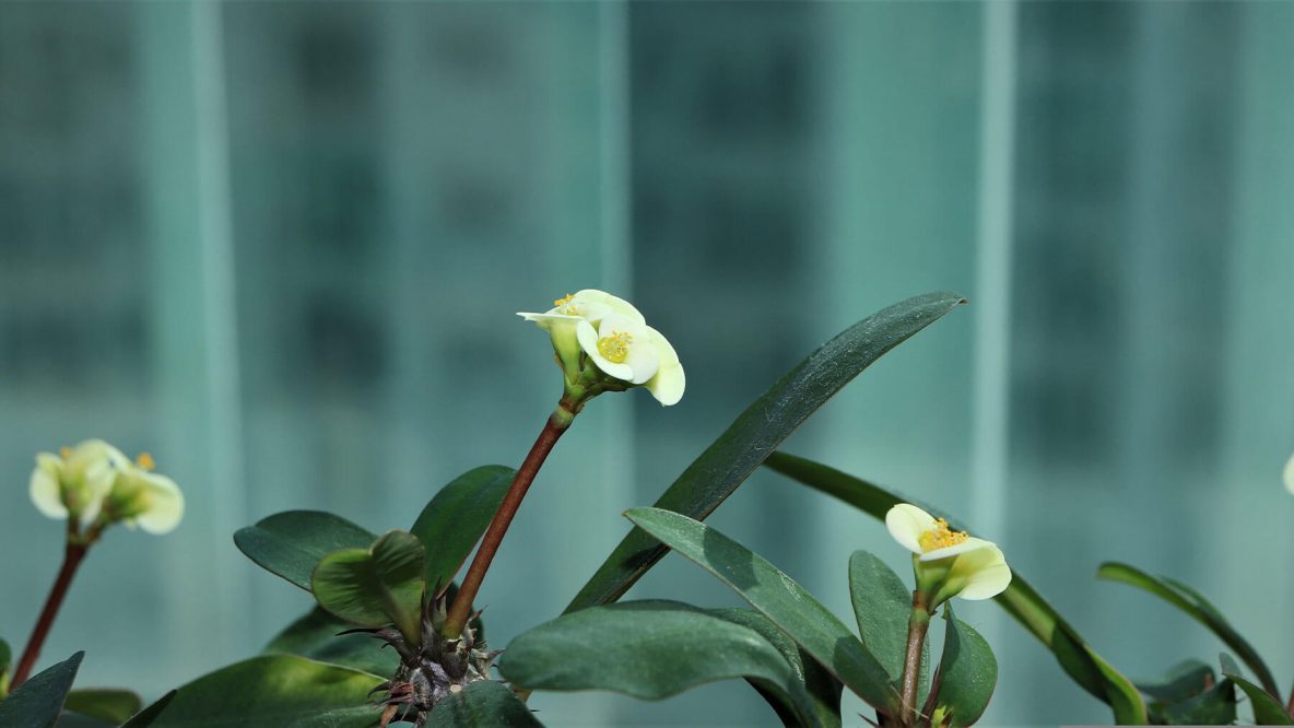 flower